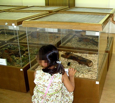 生きた昆虫の展示