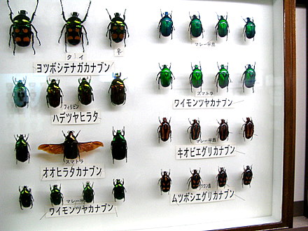 カナブンの仲間