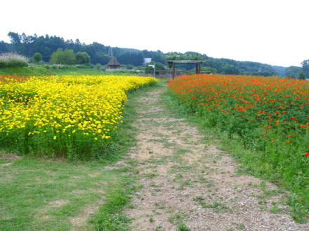 オレンジと黄色の花畑