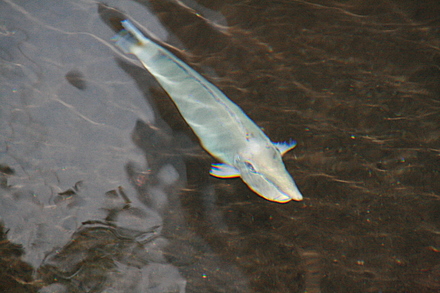 ラグーンの魚