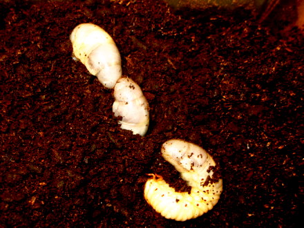 カブトムシの幼虫
