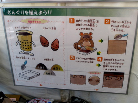 どんぐりを植えよう（説明）