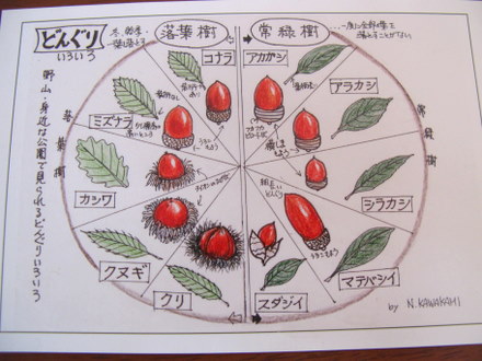 どんぐりの紹介カード