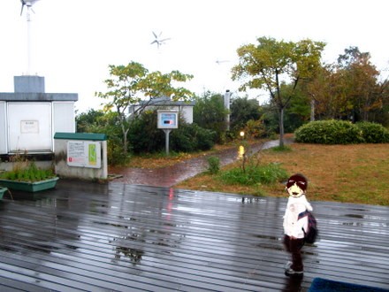 屋上ビオトープ