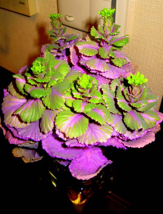花キャベツ