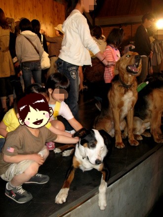牧羊犬