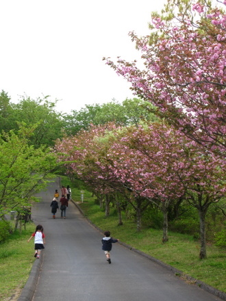 桜並木