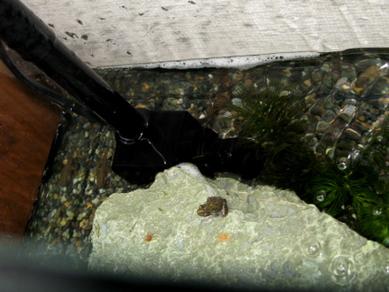 かえる