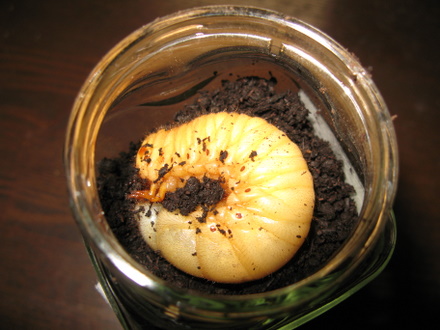 カブトムシの幼虫