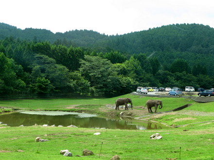 象たち