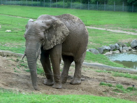ゾウ