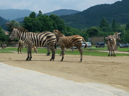 シマウマ