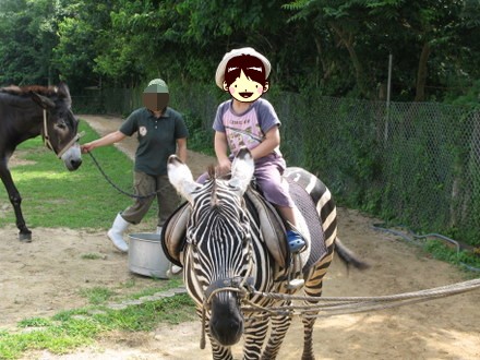 しまうま乗馬