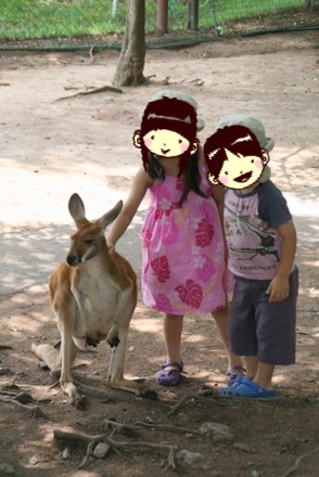 カンガルー