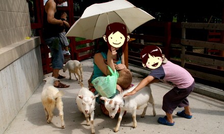 子ヤギとのふれあい