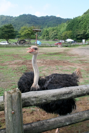 だちょう