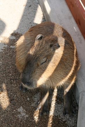 カピバラ