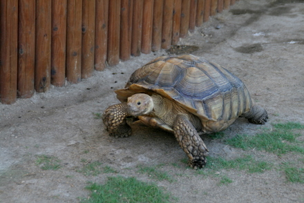 ゾウガメ