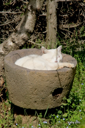 ねこちゃん