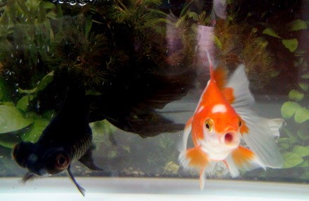 2匹の金魚