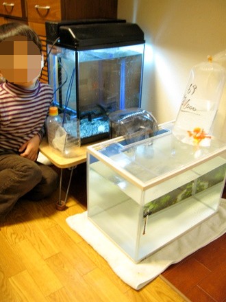 我が家の水槽