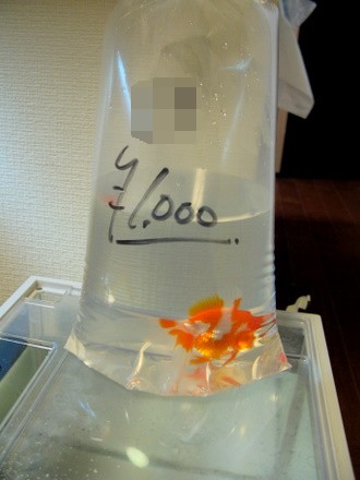 琉金