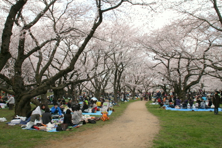 昭和記念公園の桜