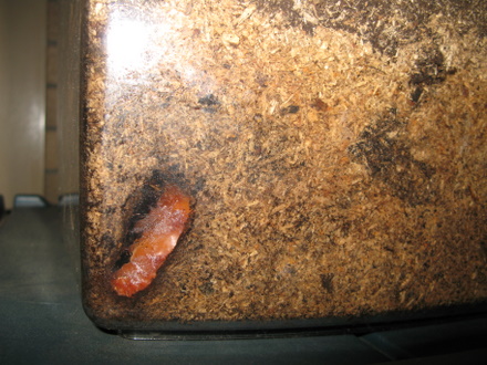 蛹　カブトムシ