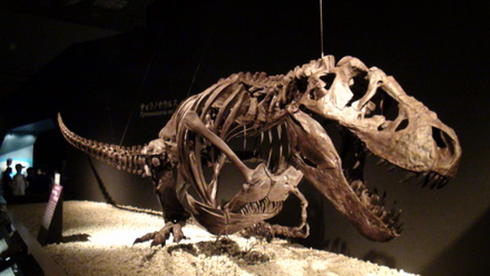 恐竜展 ティラノサウルスの化石